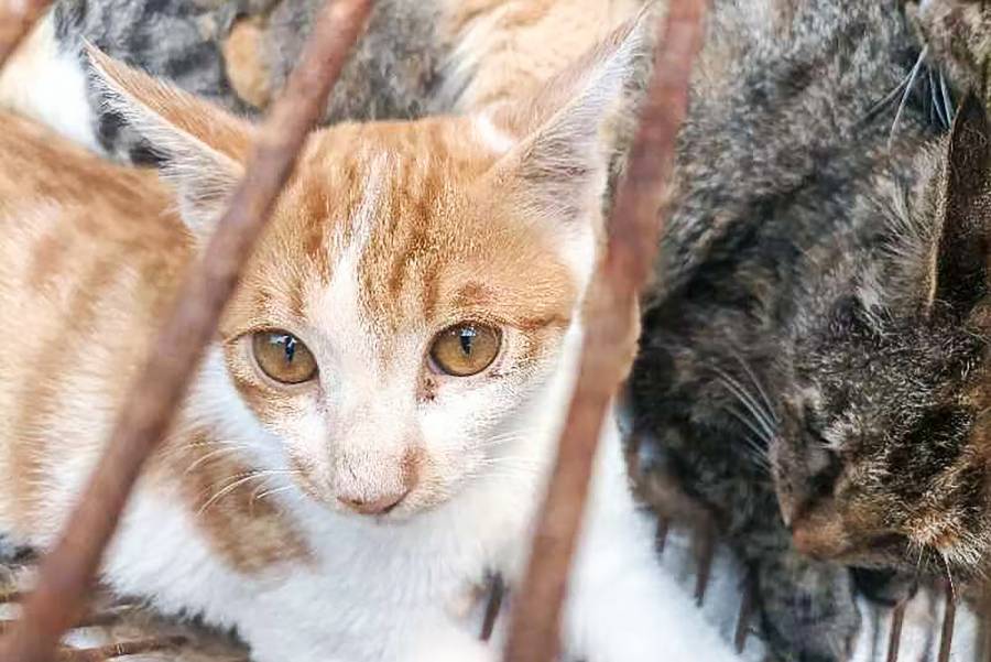 Rescatan a 150 gatos enjaulados que iban a ser consumidos por humanos