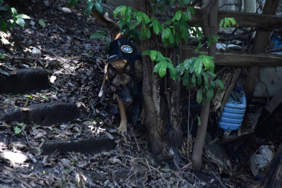 Perros rescatados por huracán Otis son trasladados a la CDMX