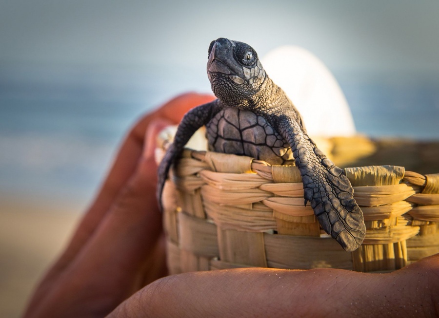 160 tortugas rescatadas en Bangladesh, estaban atrapadas en residuos plásticos