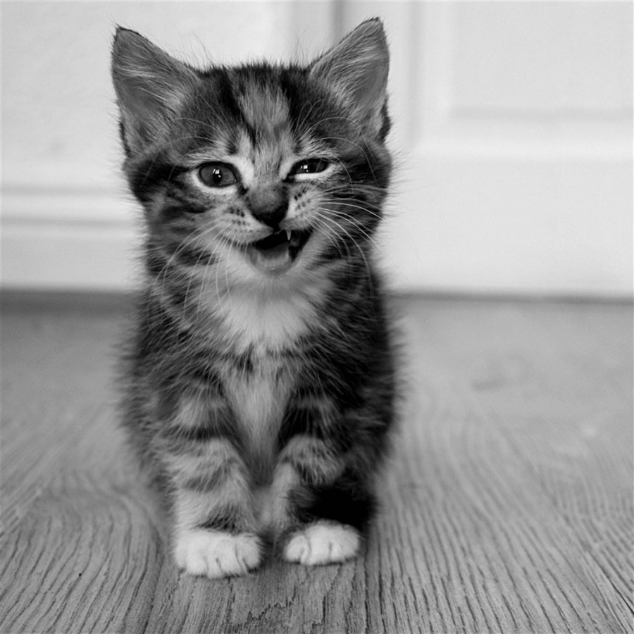 Conoce a los cinco gatos mas famosos del mundo: FOTOGALERÍA