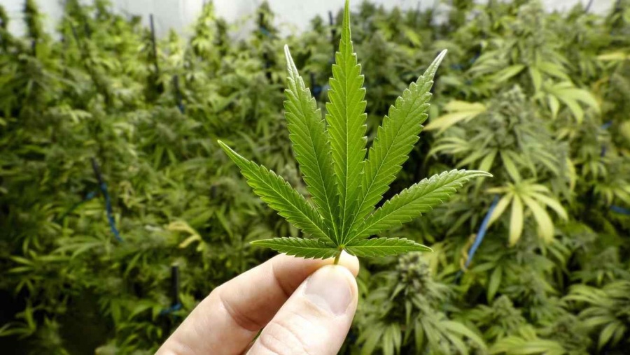Senado aprueba reforma para poder llevar 200 gramos de marihuana