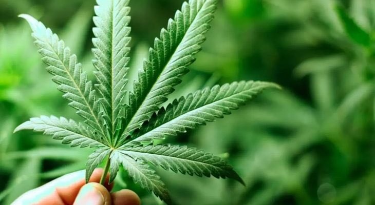 ¿Cuántas plantas de marihuana y cuál es el consumo autorizado