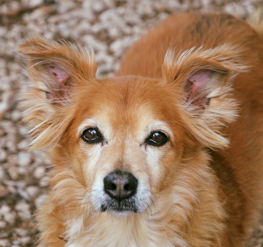 Sader desarrolla app para registrar animales con Covid-19
