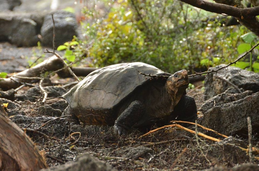 Encuentran a tortuga gigante que se creía extinta desde hace más de 100 años