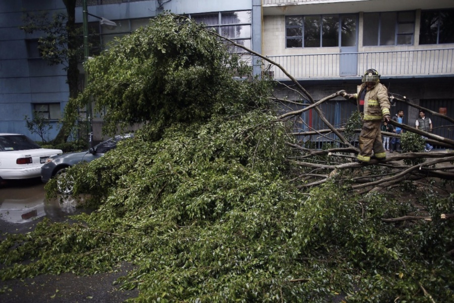 Fuertes vientos derriban cinco árboles en la CDMX