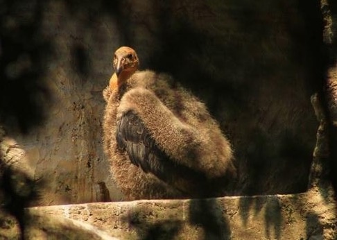 Nace bebé cóndor en el Zoológico de Chapultepec