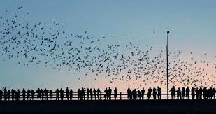 Festejan 80 años de Batman con el vuelo de murciélagos en Austin