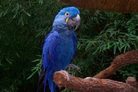 Guacamayo azul se creía extinto