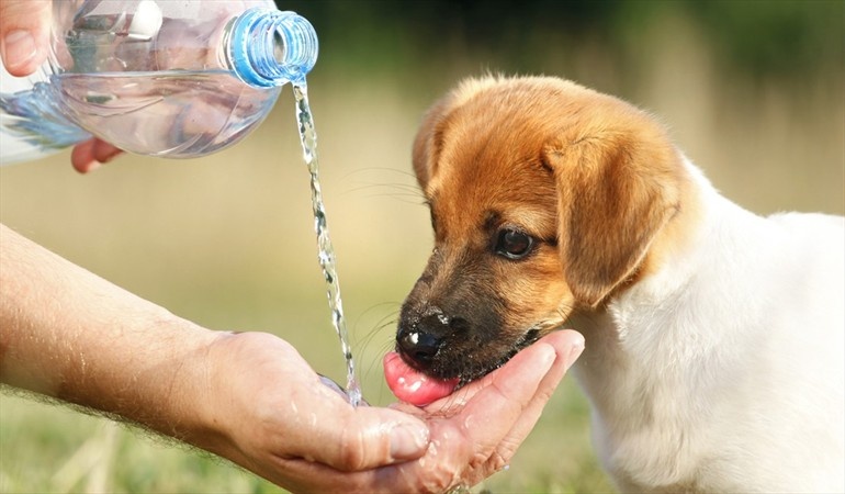 Por altas temperaturas, difunden recomendaciones para evitar golpe de calor en mascotas