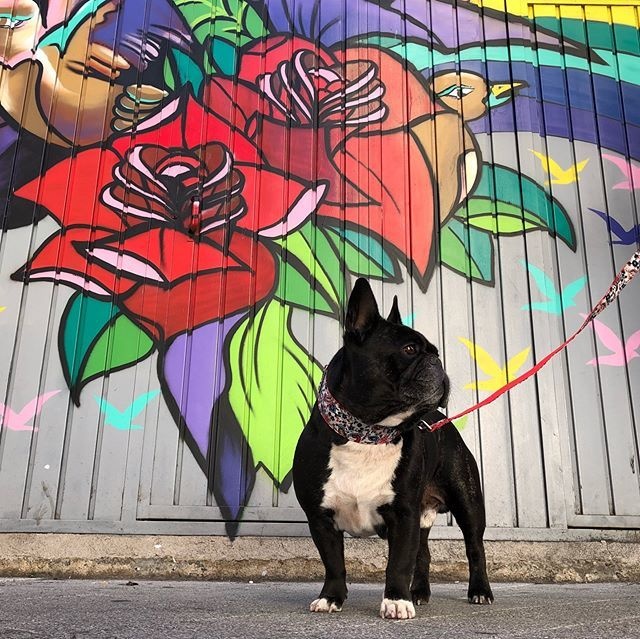 ¿Por qué los perros ladean o inclinan la cabeza cuando les hablamos?