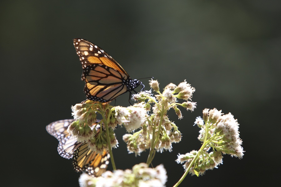 La UNAM anuncia riesgo sobre la migración de la mariposa Monarca