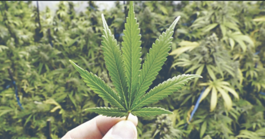 Cofepris revoca los permisos para productos de cannabis