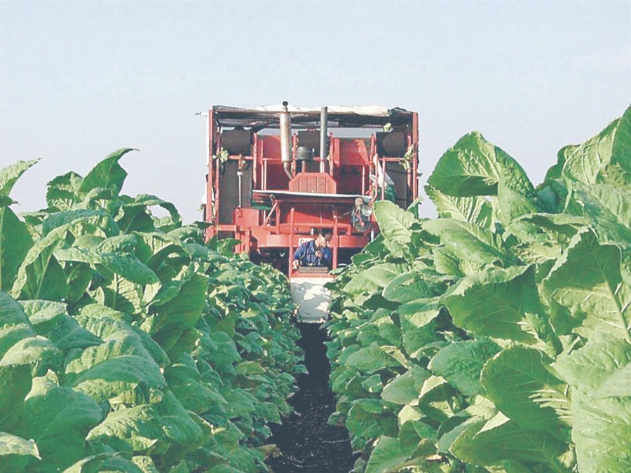 México el cuarto productor de British A.Tabaco