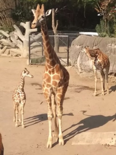 “Jira-Fifí-ta” será el nombre de la jirafa bebé de Chapultepec