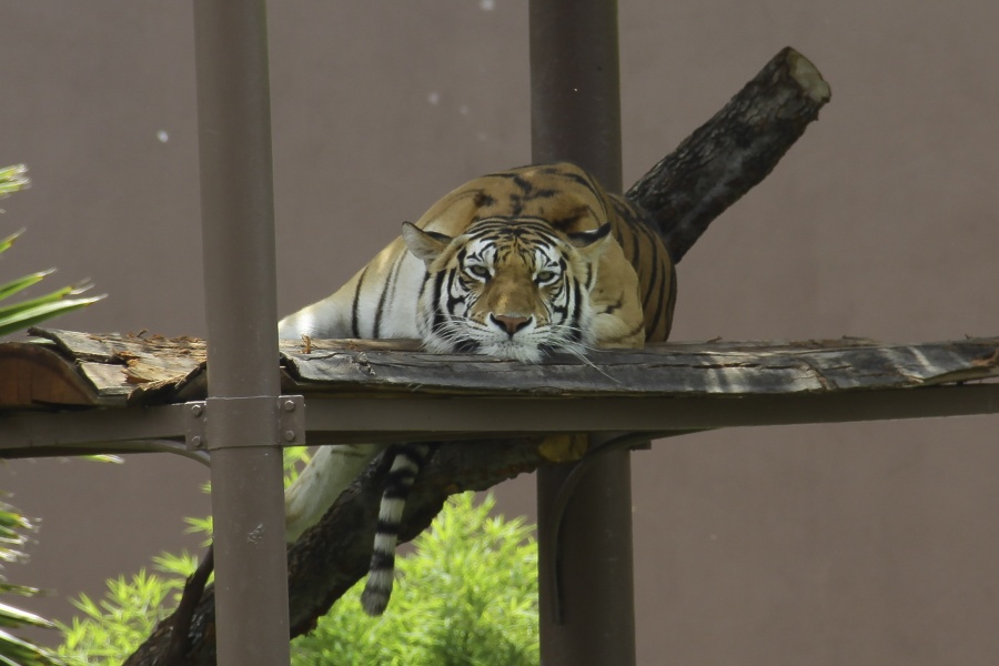 Muere tigre ‘Shere Khan’ en Zoológico de San Juan de Aragón