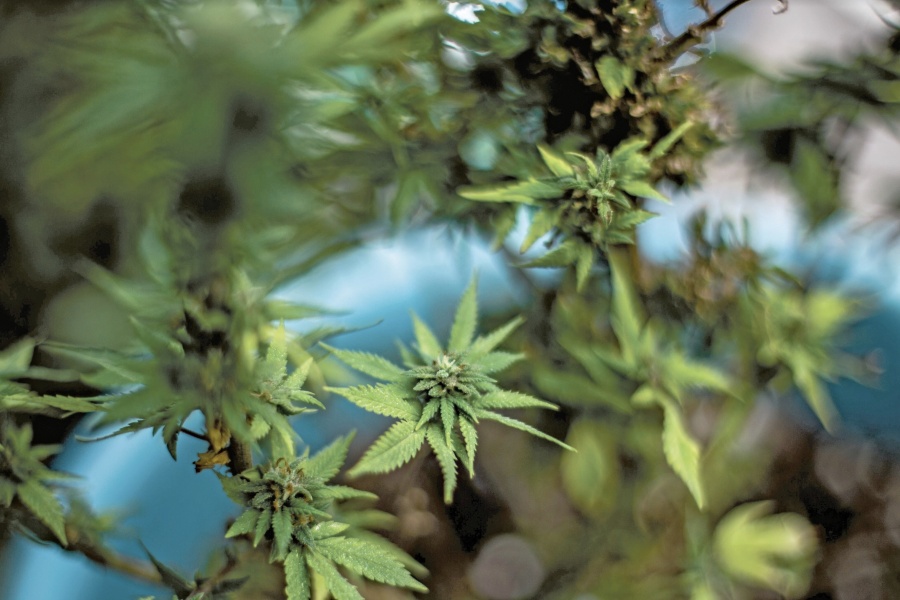 Empresarios se alistan para vender cannabis