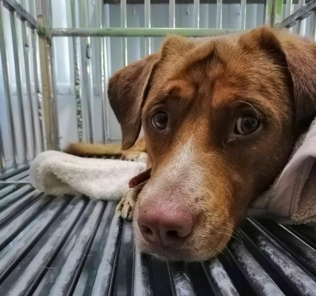 Un perro en Tailandia fue rescatado luego de nadar 200 km