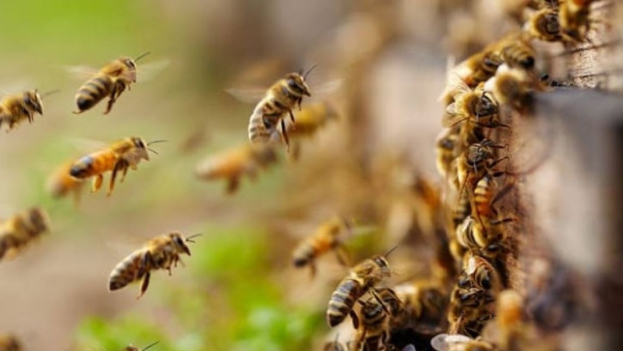 UNAM y bomberos unen fuerzas para la conservación de abejas