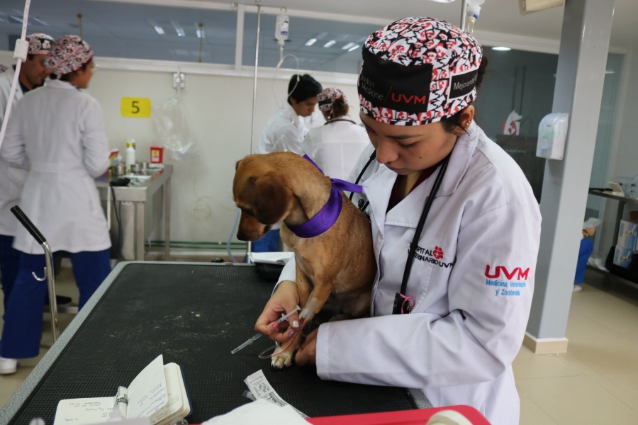 Inauguran el primer banco de sangre animal en México