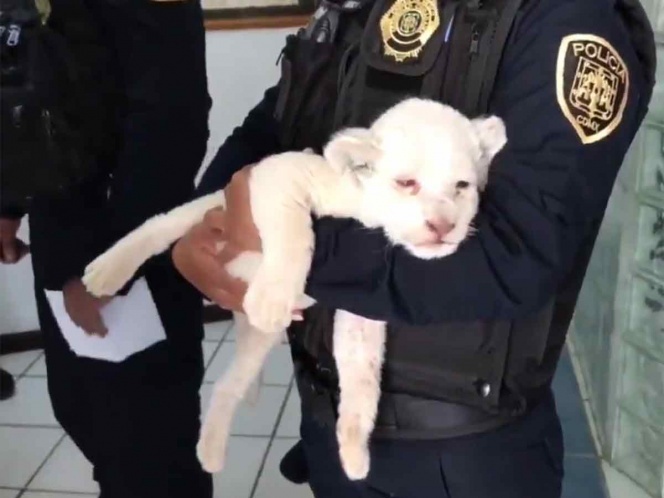 SSC asegura a cachorro de león en Iztapalapa