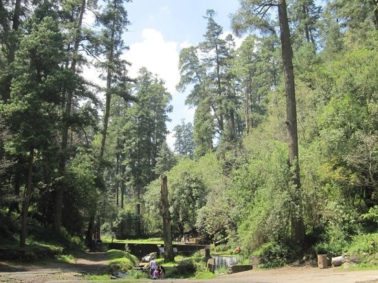 Desierto de los Leones no está en riesgo: Alcaldía Cuajimalpa