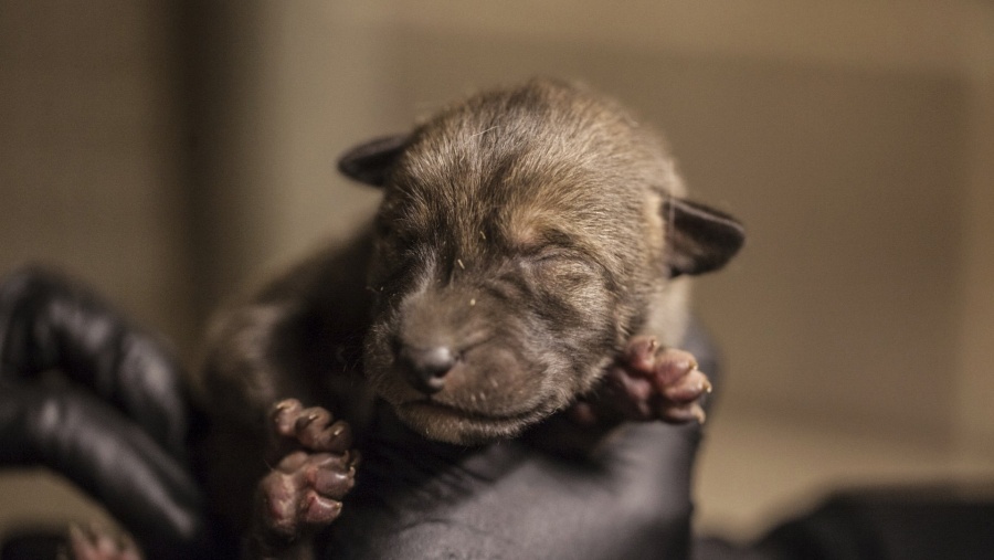 Zoológico de Chicago tiene 4 nuevos inquilinos