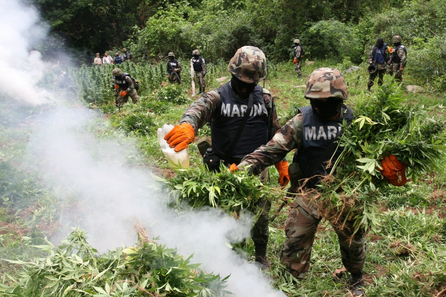 Destruye Marina plantío de marihuana en Sinaloa