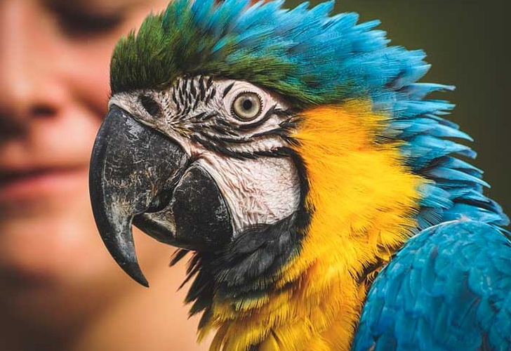 Un millón de especies en riesgo de extinción, alerta ONU