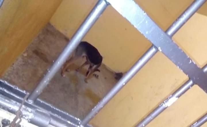 Encarcelan a un perro en municipio de Oaxaca, por morder