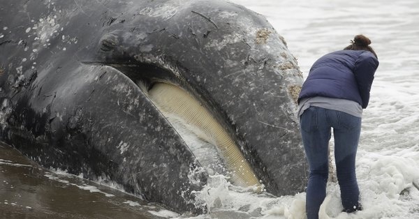 Hallan ballena muerta en bahía de San Francisco, van nueve este año