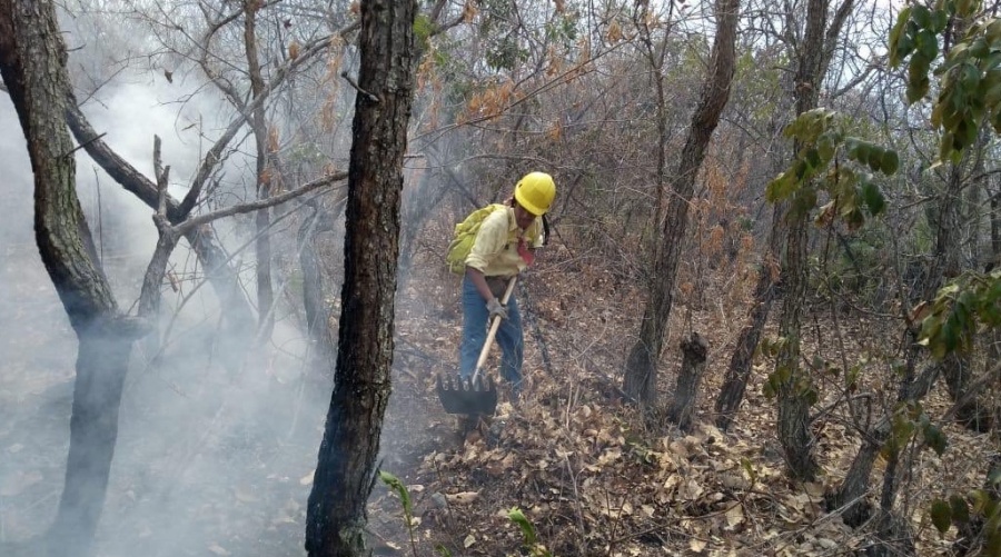 Sofocan incendio forestal en Chilpancingo