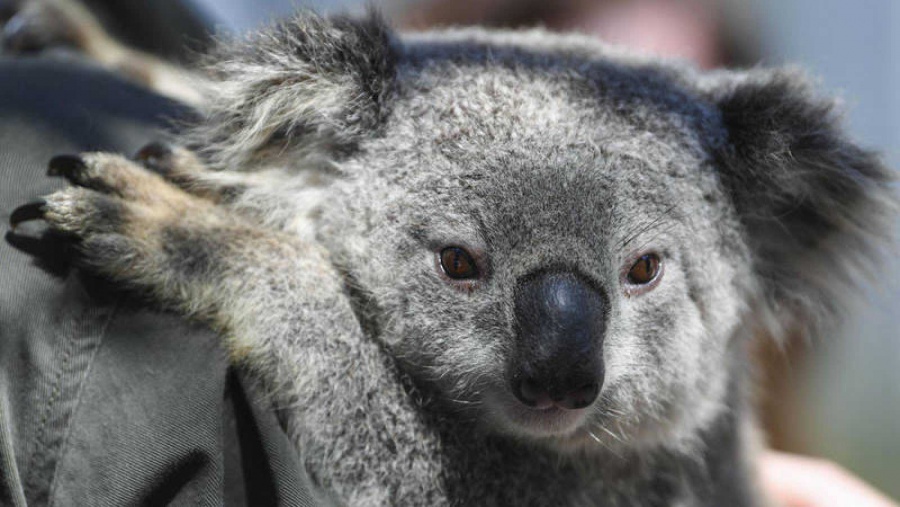 ONG alerta extinción de Koalas