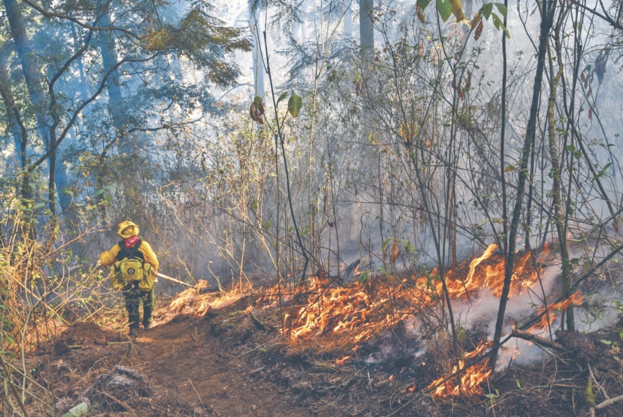 Pese a alertas por incendios, Conafor sufre recorte de 60%