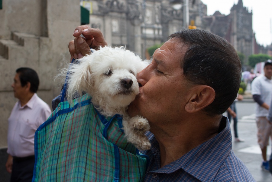 Tips para proteger a tu mascota de la contingencia ambiental