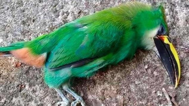 Golpe de calor provoca la muerte de aves en SLP