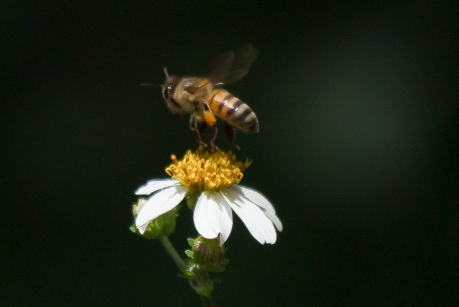 Alertan sobre extinción de abejas en México