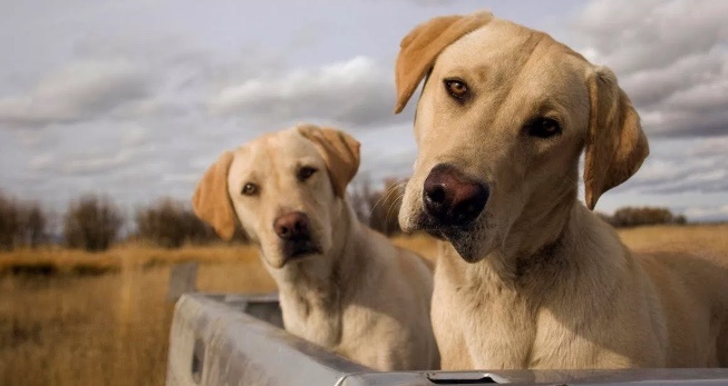 En Argentina, mujer policía se dedica a proteger perritos ...