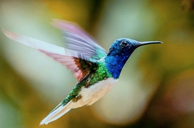 Diseñan dron con habilidades de un colibrí para rescatar personas