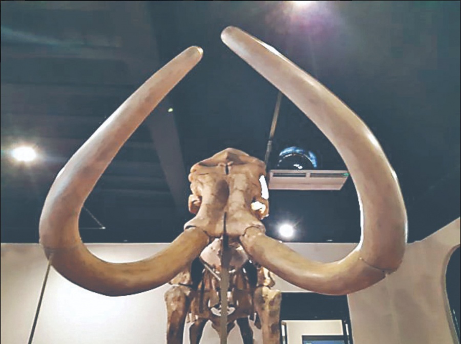 Mamut de Ecatepec visita Mazatlán