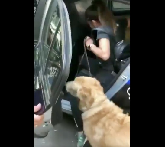 Policías detienen a perros por jugar en una fuente de la Cuauhtémoc