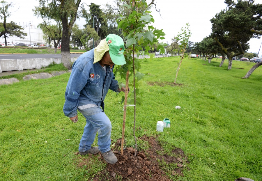 Sembrarán 10 millones de árboles en CDMX para aminorar contingencias