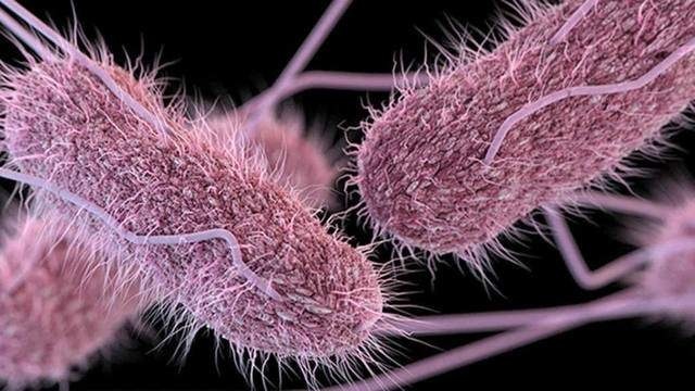 Bacterias que habitan nuestro cuerpo pesarían tanto como nuestro cerebro
