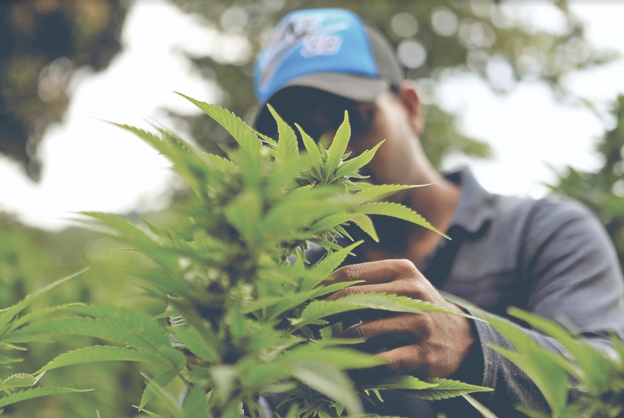 Mercado de Mariguana deja 6 mmdd al año en Colombia