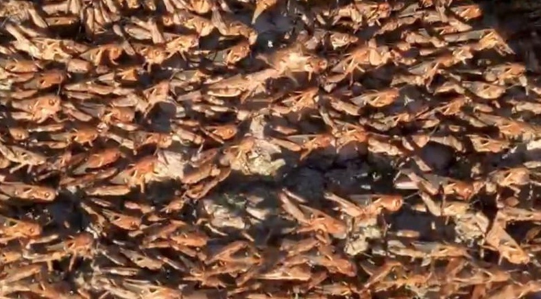 Cerdeña atacada por la peor plaga de langosta en 70 años