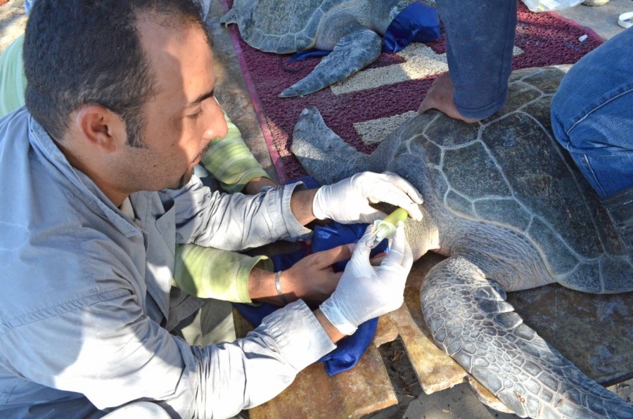IPN estudia tumoraciones en tortugas en peligro de extinción