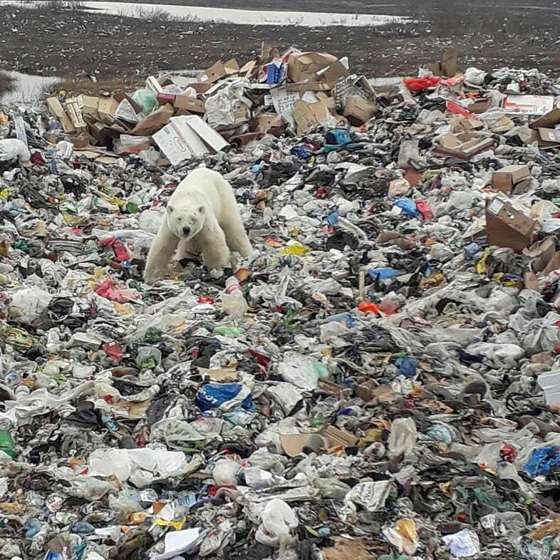 Un oso polar busca comida entre la basura de una zona industrial en Rusia