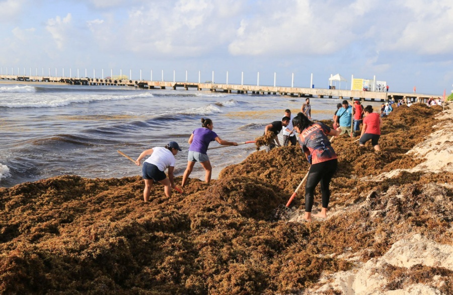 Jóvenes Construyendo el Futuro se sumarán al combate del sargazo