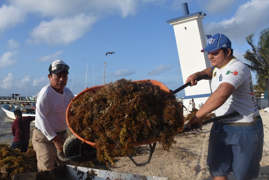 Alerta UNAM que el sargazo pone en riesgo el mar Caribe