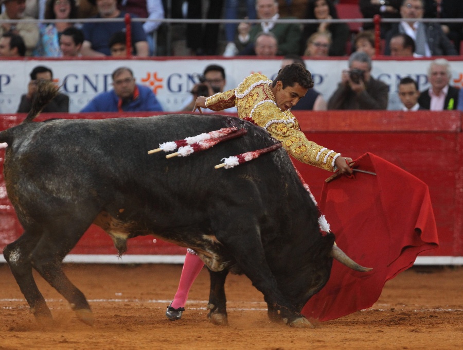 Prohíben corridas de toros y peleas de gallos en Quintana Roo