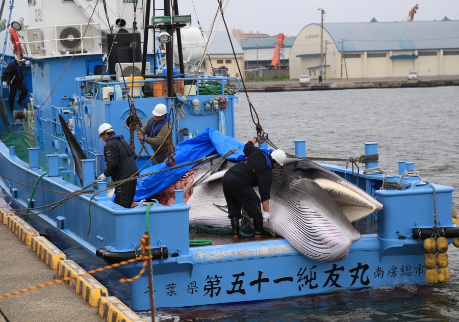 Japón reanuda caza comercial de ballenas después de 30 años